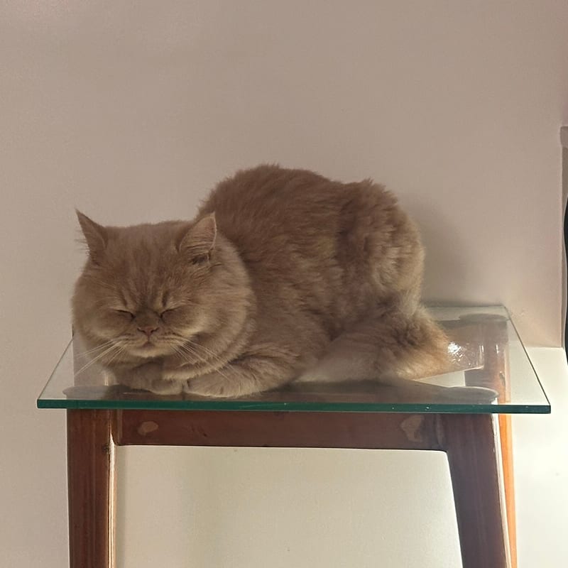Bailey asleep on a glass side table