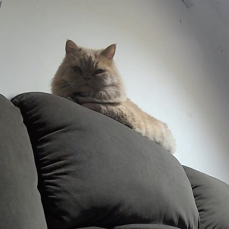 Bailey on top of the sofa, caught on the home camera